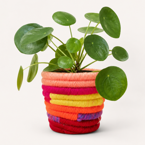 Pot de plante bohème coloré